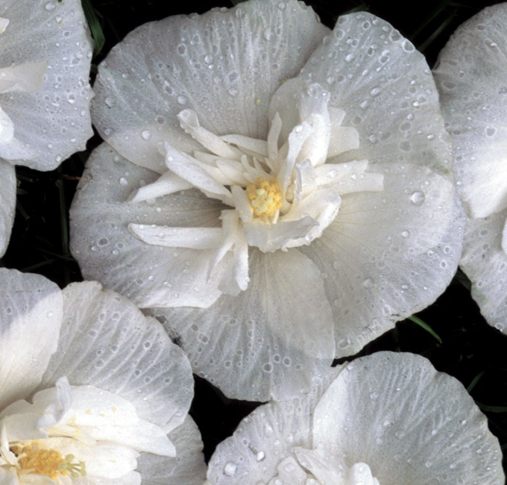 White Chiffon® Rose of Sharon (HIBISCUS S. WHITE CHIFFON) - 3 gallon 18&quot;