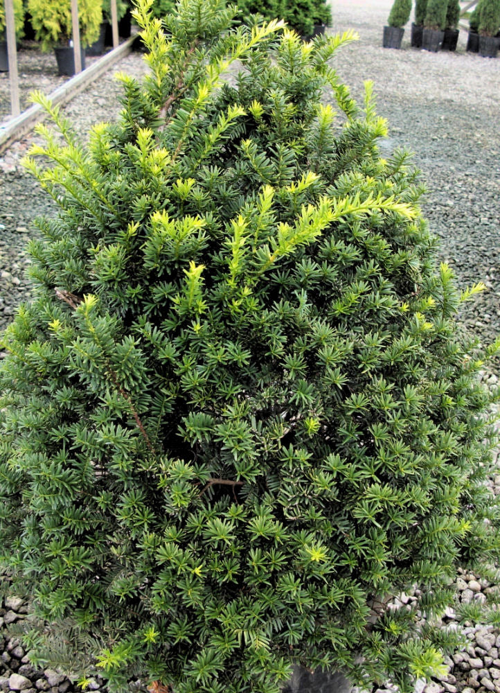 Captain™ Pyramidal Yew (TAXUS CUSP. CAP. CAPTAIN) - 3 gallon 36&quot;