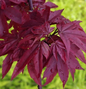 Twombly’s Red Sentinel Maple (ACER PA. TWOMBLYS RED SENTINEL) - 3 gallon 30&quot;