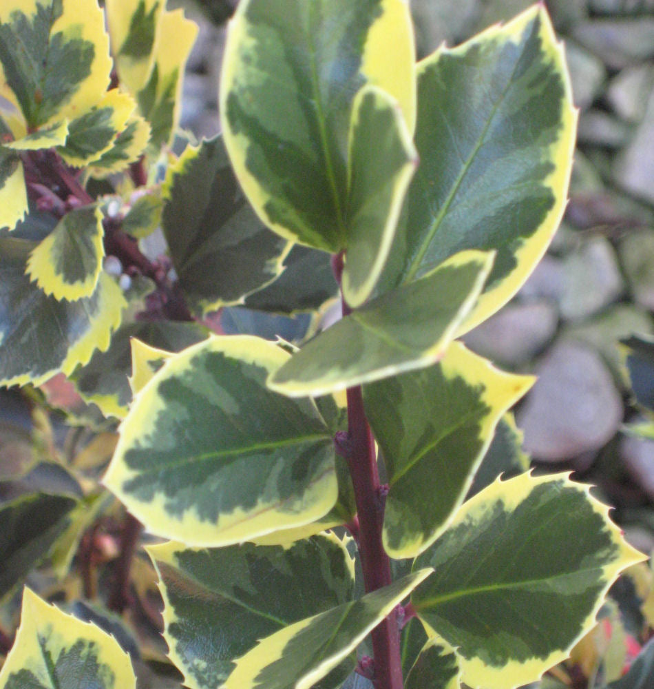 Honeymaid™ Meserve Holly (ILEX X MES. HONEYMAID) - 3 gallon 15&quot;
