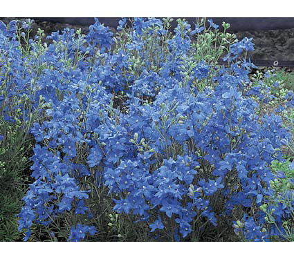 Blue Mirror Larkspur (DELPHINIUM GRAND. BLUE MIRROR) - 1 gallon