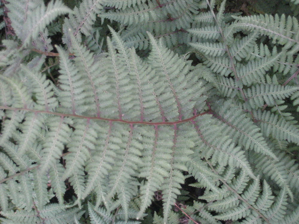 Ghost Fern (FERN -GHOST) - 1 gallon