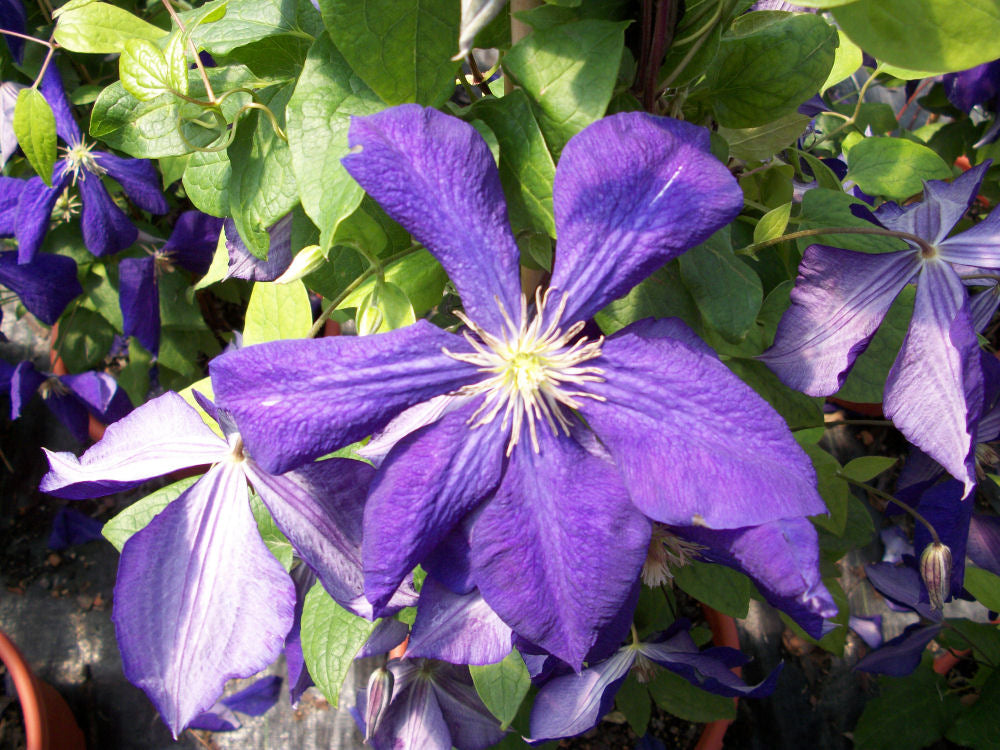 Jackmanii Clematis (CLEMATIS JACKMANII) - 1 gallon