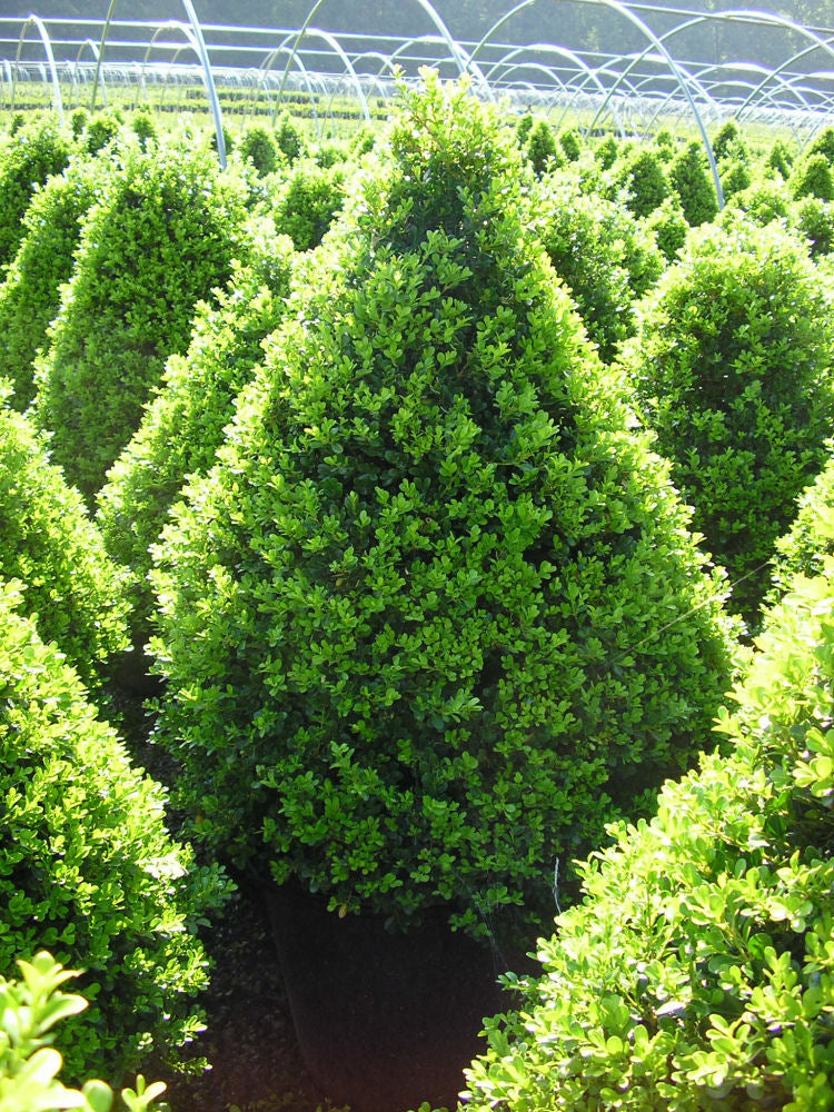 Cranberry Creek Boxwood (BUXUS CRANBERRY CREEK) - 3 gallon 18&quot;
