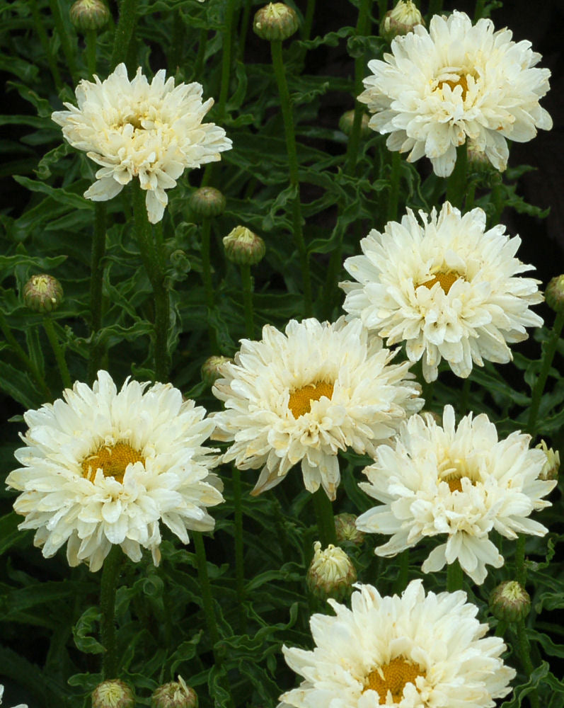 LEUCANTHEMUM X S. &