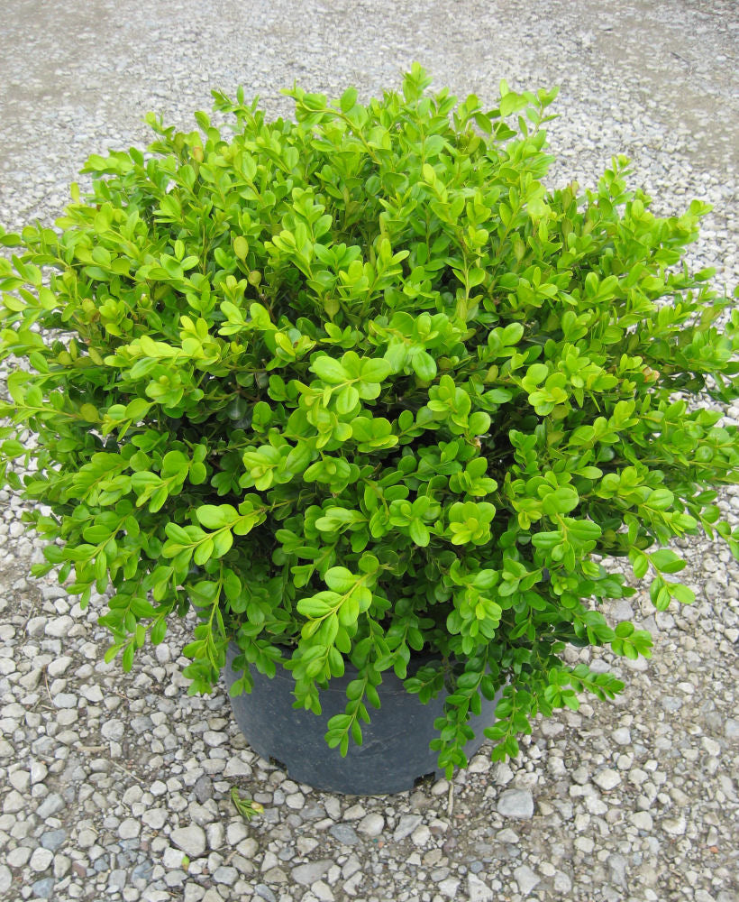 Winter Gem Boxwood (BUXUS M. WINTER GEM)