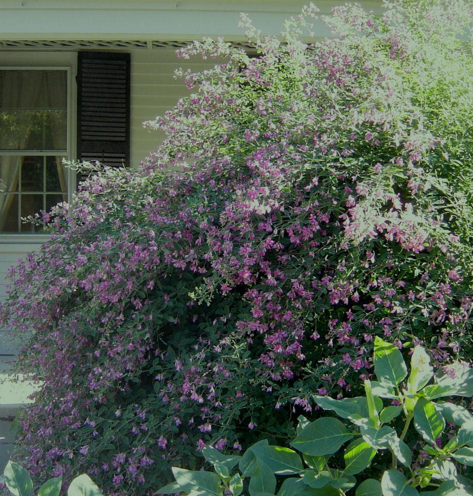Gibraltar Bush Clover (LESPEDEZA THUNBERGII GIBRALTAR) - 3 gallon 15&quot;