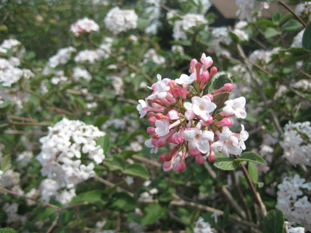Compact Korean Spice Viburnum (VIBURNUM X CAYUGA) - 3 gallon 18&quot;