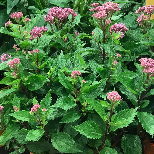 Euphoria™ Ruby Joe Pye Weed (EUPATORIUM P. EUPHORIA RUBY) - 1 gallon