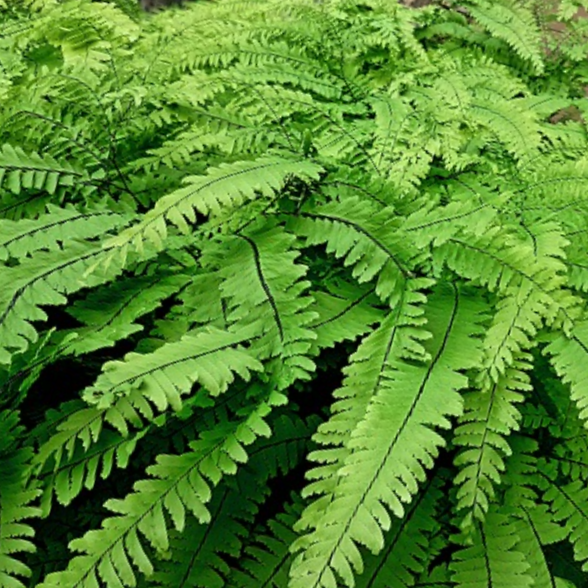 Five Finger Maidenhair Fern (FERN -FIVE FINGER MAIDENHAIR) - 1 gallon