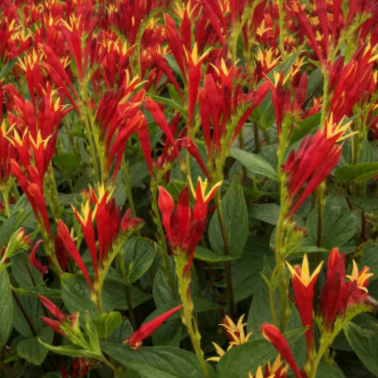 Little Redhead Indian Pink (SPIGELIA M. LITTLE REDHEAD) - 1 gallon