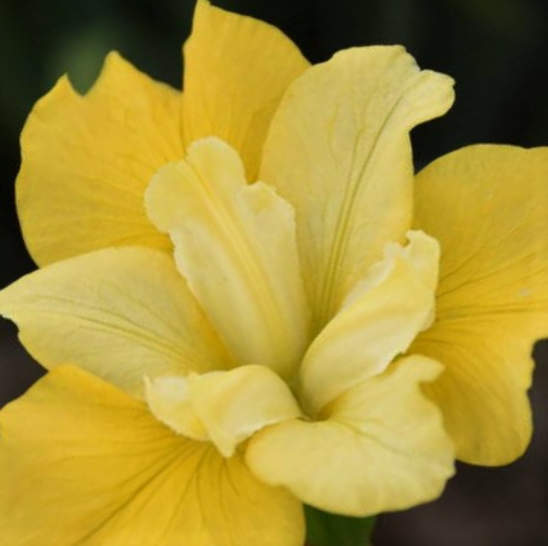 IRIS SIBERICA &