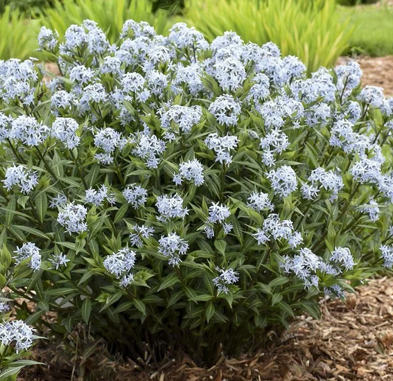 AMSONIA &