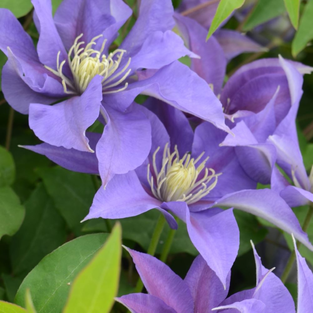Olympia™ Clematis (CLEMATIS OLYMPIA) - 1 gallon