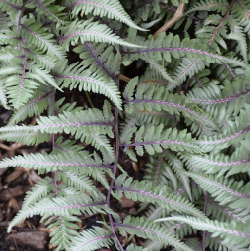 Fern Godzilla Japanese Painted (FERN -GODZILLA PAINTED) - 1 gallon