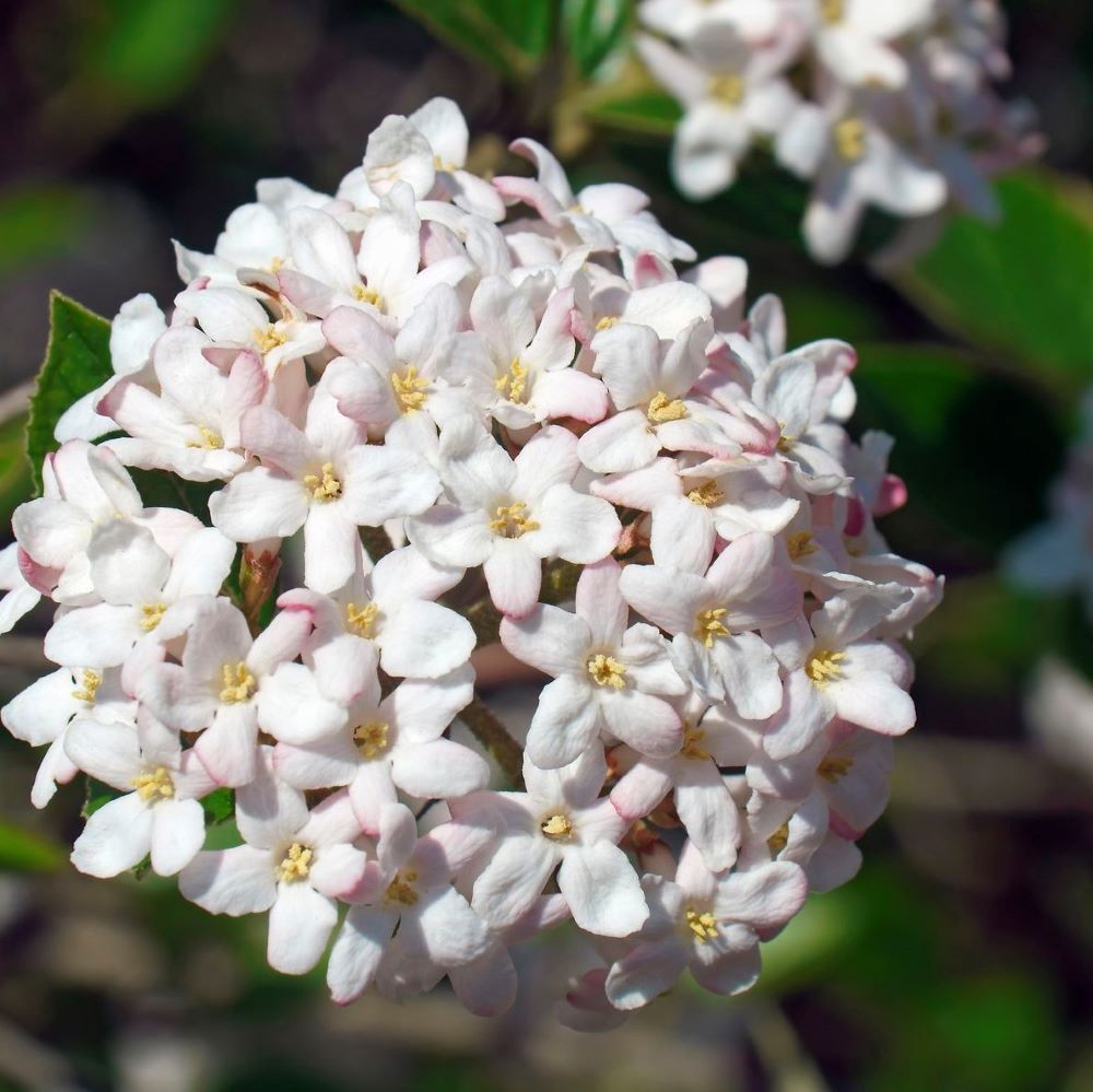 Spice Island® Korean Spice Bush (VIBURNUM CARLESII SPICE ISLAND) - 3 gallon 15&quot;