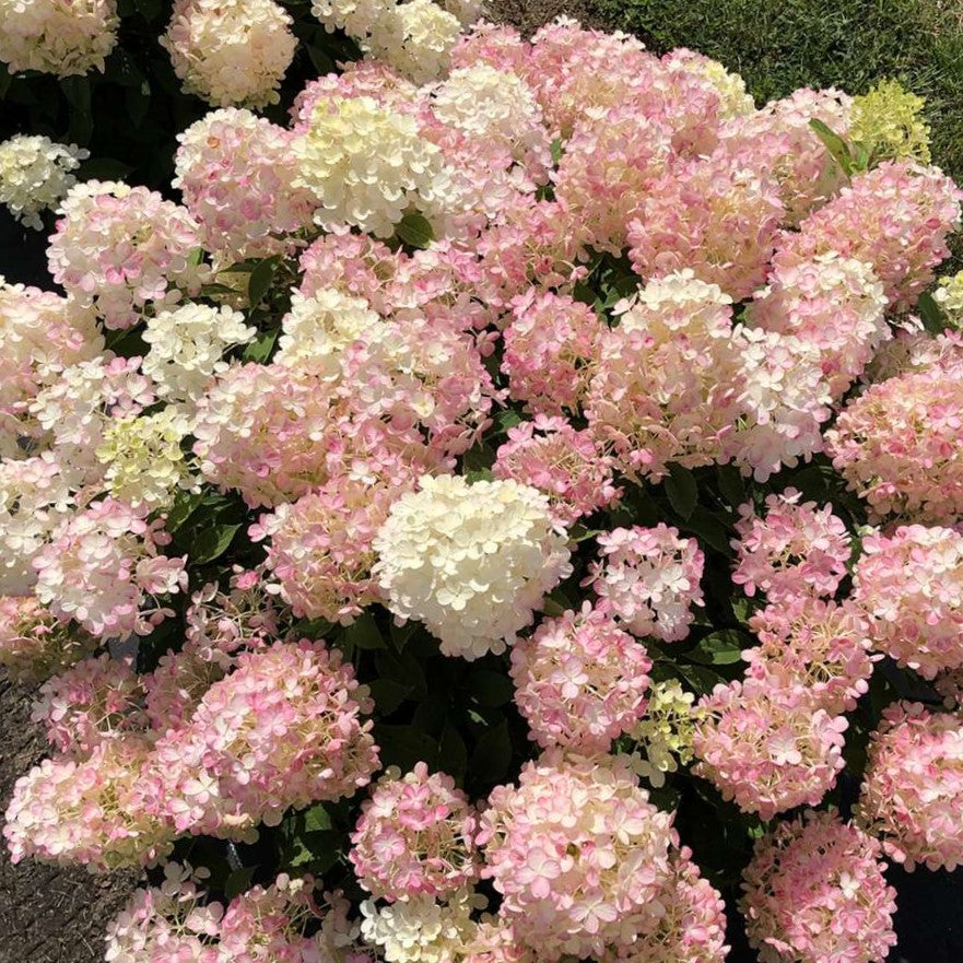 Fire Light Tidbit® Panicle Hydrangea (HYDRANGEA P FIRE LIGHT TIDBIT) - 3 gallon