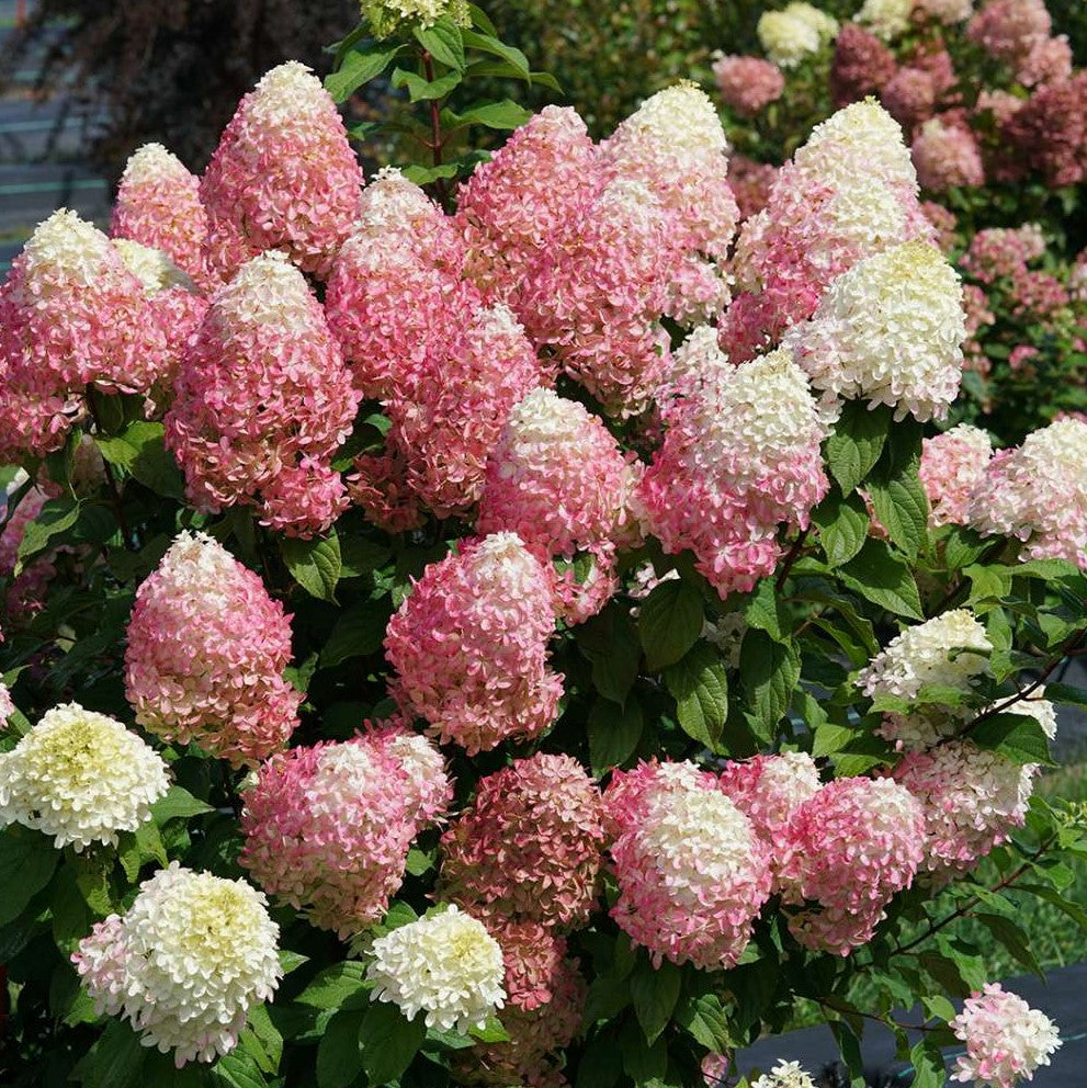 HYDRANGEA P &