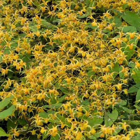 Epimedium Amber Queen Barrenwort (EPIMEDIUM AMBER QUEEN) - 1 gallon