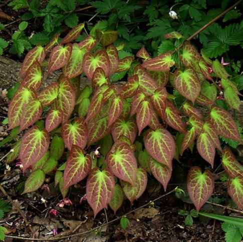 Rubrum Red Barrenwort (EPIMEDIUM X RUBRUM) - 1 gallon