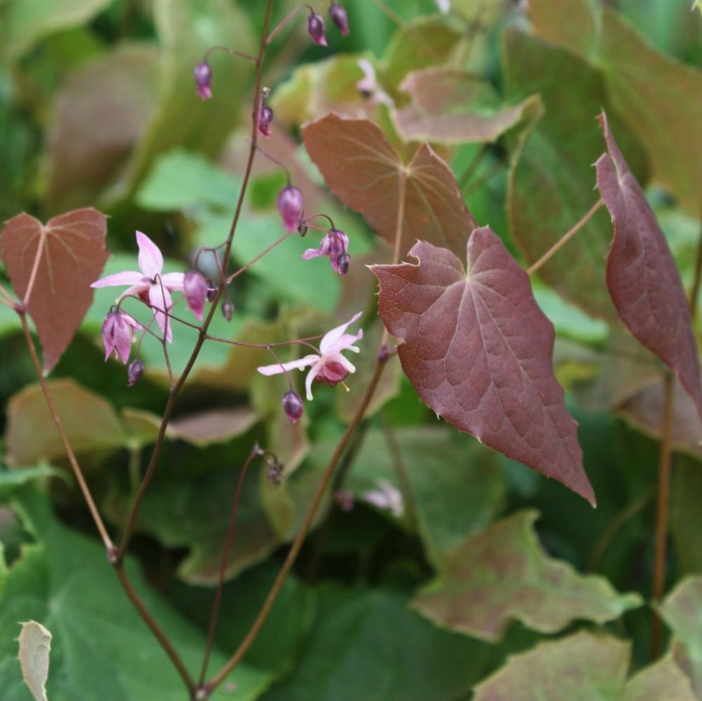 Pink Elf Barrenwort (EPIMEDIUM PINK ELF)