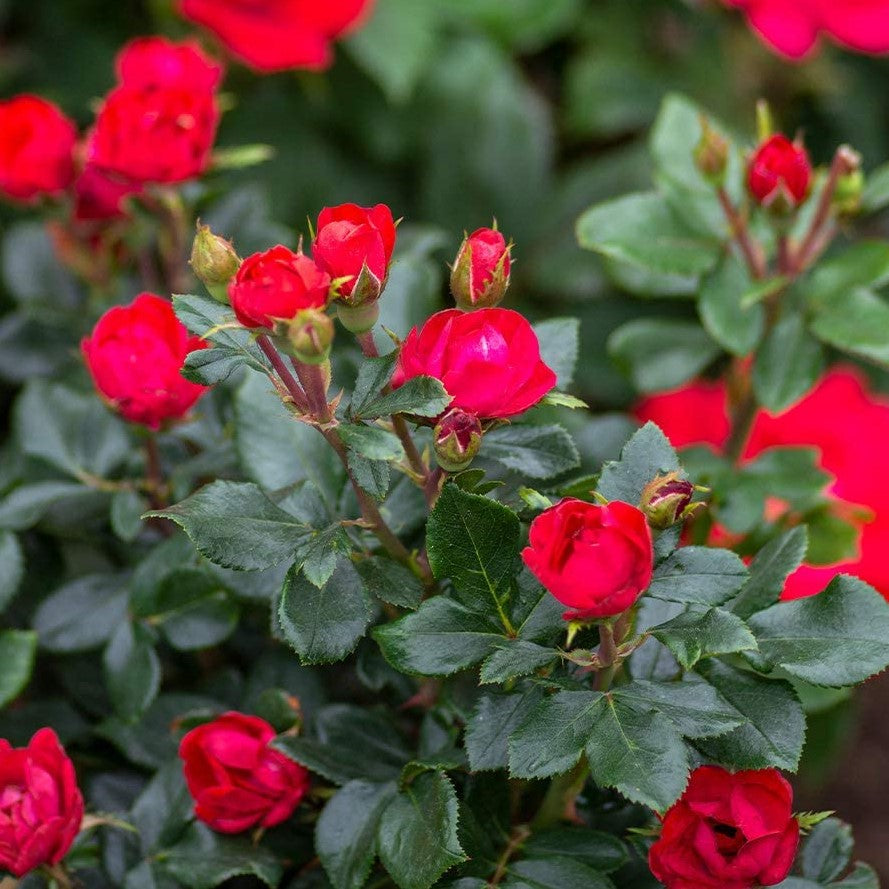 Petite Knock Out® Rose  (ROSE K.O. PETITE) - 1.5 gallon