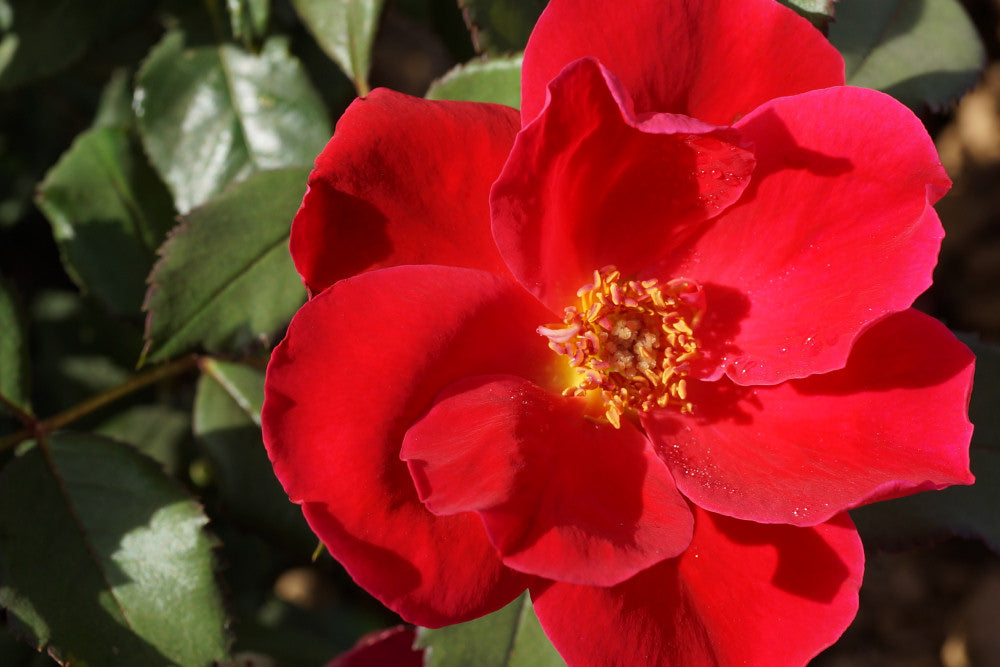 ROSE &