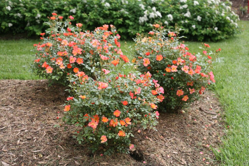 Proven Winners® Color Choice® Oso Easy Hot Paprika® Rose (ROSA &
