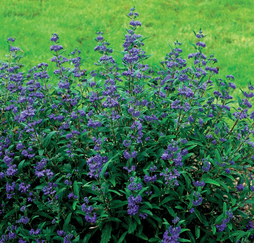 Petit Bleu™ Bluebeard (CARYOPTERIS X C. PETIT BLEU) - 2 gallon