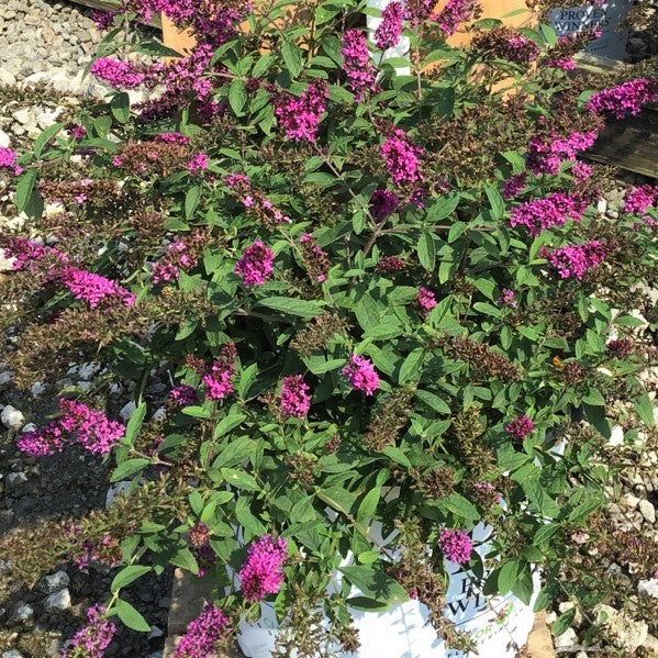 Lo &amp; Behold Ruby Chip® Butterfly Bush (BUDDLEIA LO-BEHOLD RUBY CHIP) - 3 gallon