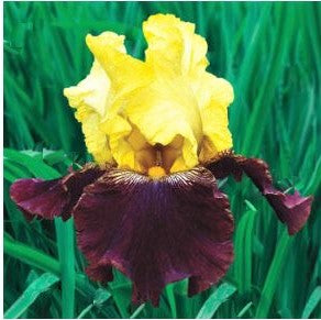 Blatant Bearded Iris (IRIS GERMANICA BLATANT) - 1 gallon