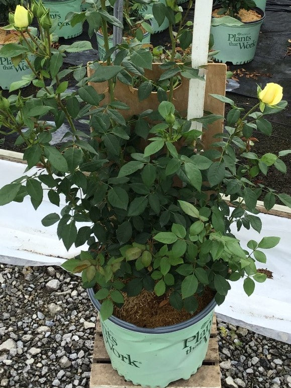 Simply Color™ Rose  (ROSE SIMPLY COLOR) - 3 gallon