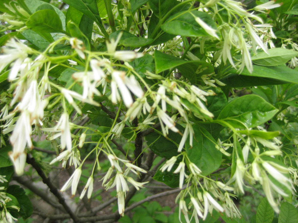 White Fringetree (CHIONANTHUS VIRGINICUS) - 3 gallon
