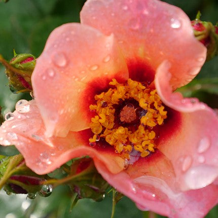 Ringo All-Star™ Rose (ROSE RINGO ALL STAR) - 3 gallon