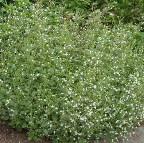 CALAMINTHA SSP NEPETA 19CM