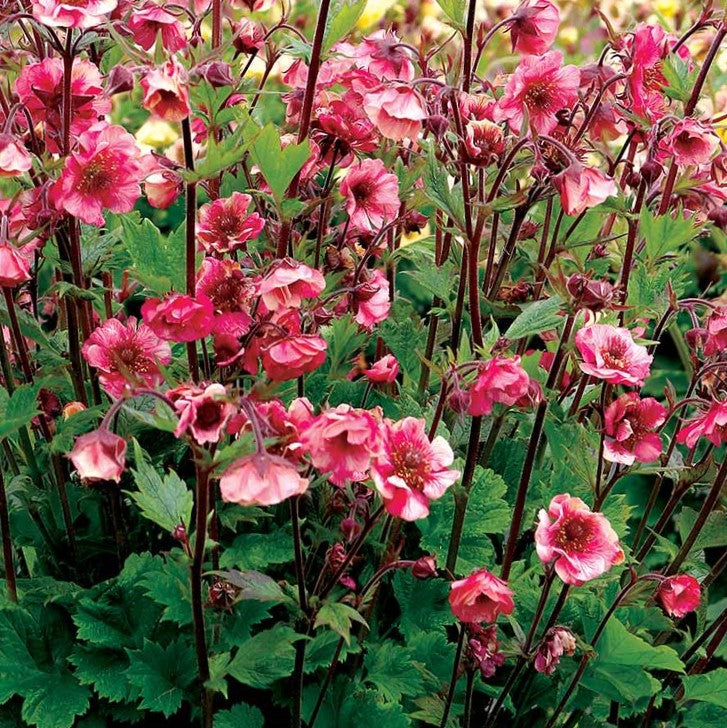 GEUM &