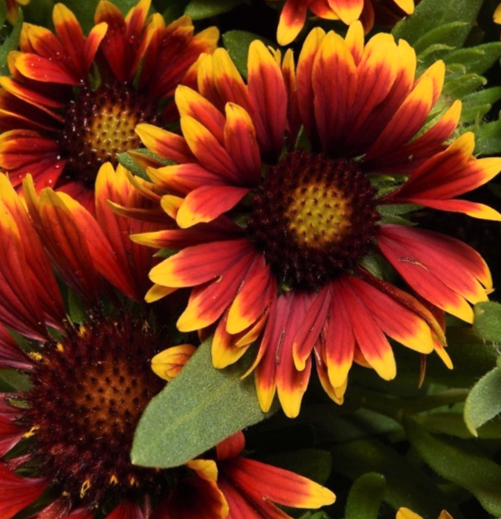 Gaillardia Spintop Orange Halo Blanket Flower (GAILLARDIA SPINTOP ORANGE HALO) - 1 gallon