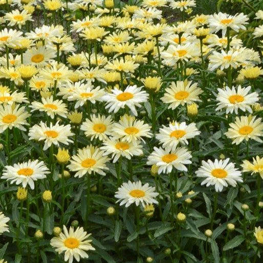 Amazing Daisies® &
