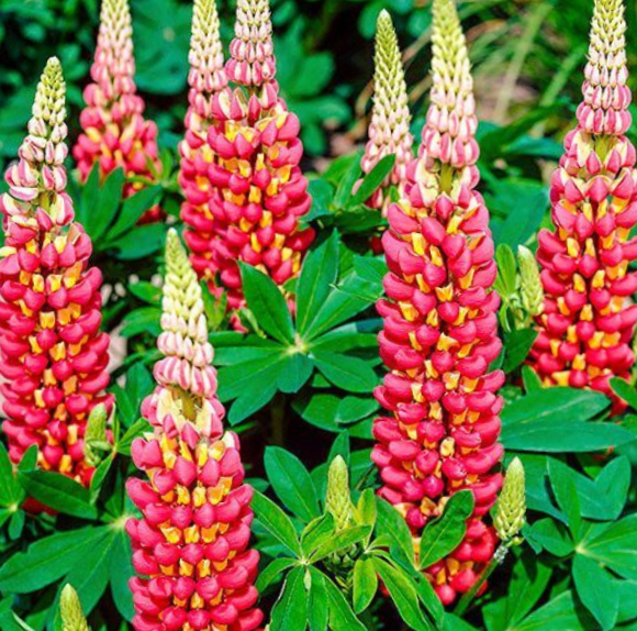 Westcountry™ Tequila Flame Lupine (LUPINUS WESTCOUNTRY TEQUILA FLAME) - 1.5 gallon