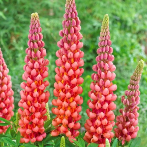 Westcountry™ Terracotta Lupine (LUPINUS WESTCOUNTRY TERRACOTTA) - 1.5 gallon