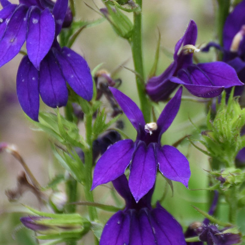 Starship™ Blue Cardinal flower (LOBELIA STARSHIP BLUE) - 1 gallon
