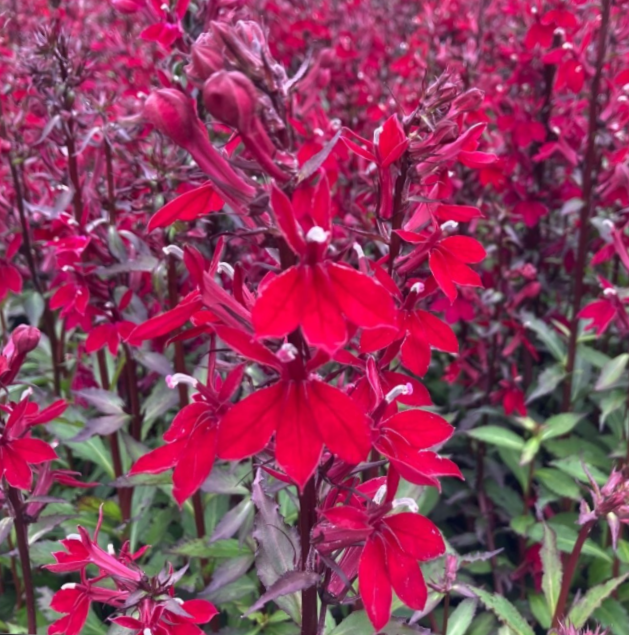 Starship™ Burgundy Cardinal Flower (LOBELIA STARSHIP BURGUNDY) - 1 gallon