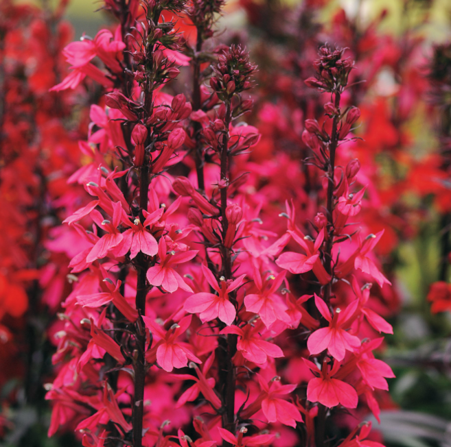 Starship Deep Rose Cardinal flower (LOBELIA STARSHIP ROSE) - 1 gallon