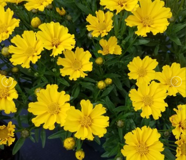 Goldilocks Tickseed (COREOPSIS X LIL BANG GOLDI LOCKS) - 1 gallon