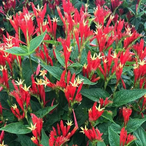 Spigelia Ragin Cajun Indian Pink (SPIGELIA RAGIN CAJUN) - 1 gallon