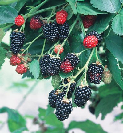 Natchez Blackberry (RUBUS NATCHEZ) - 1 gallon 12&quot;