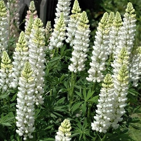 Noble Maid White Lupine (LUPINUS P. NOBLE MAID WHITE) - 3QT