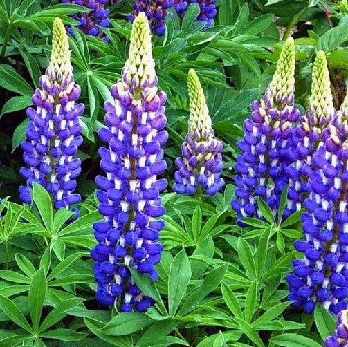 The Governor Lupine (LUPINUS P. THE GOVERNOR) - 3QT