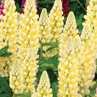 Chandelier Lupine (LUPINUS P. CHANDELIER) - 3QT