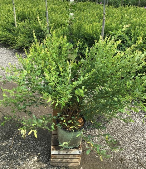Candy Girl Bush Clover (LESPEDEZA CANDY GIRL) - 3 gallon 15&quot;